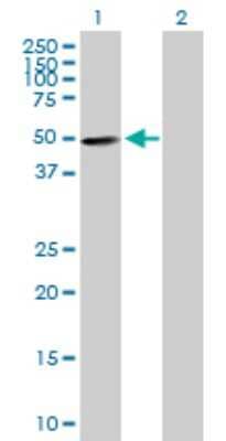 Western Blot: ZNF383 Antibody [H00163087-B01P]