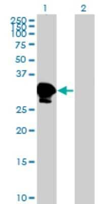 Western Blot: ZNF396 Antibody (2F8) [H00252884-M01]