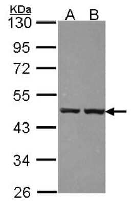 Western Blot: ZNF396 Antibody [NBP2-21004]