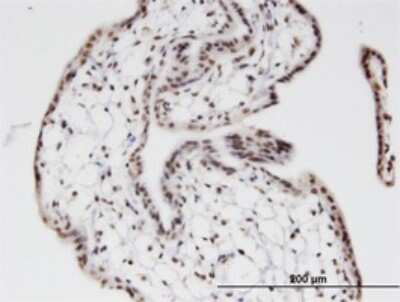 Immunohistochemistry-Paraffin: ZNF397 Antibody (1F8) [H00084307-M02]