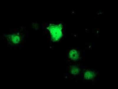 Immunocytochemistry/ Immunofluorescence: ZNF397 Antibody (OTI1F3) - Azide and BSA Free [NBP2-74950]