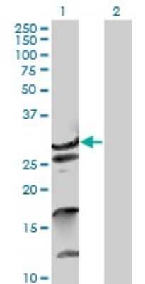 Western Blot: ZNF397 Antibody [H00084307-B01P]