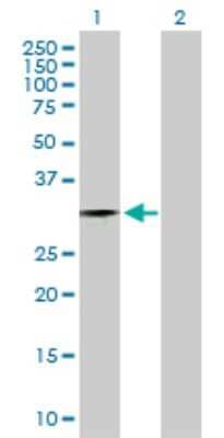 Western Blot: ZNF397 Antibody [H00084307-D01P]