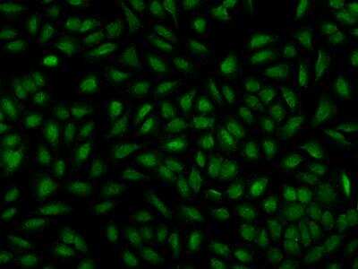 Immunocytochemistry/ Immunofluorescence: ZNF407 Antibody [NBP3-06058]