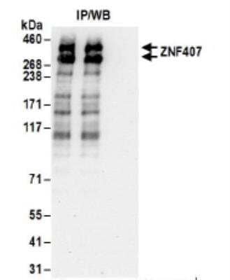 Immunoprecipitation: ZNF407 Antibody [NBP2-34850]