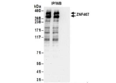 Immunoprecipitation: ZNF407 Antibody [NBP2-34852]