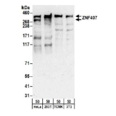 Western Blot: ZNF407 Antibody [NBP2-34852]