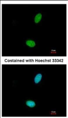 Immunocytochemistry/ Immunofluorescence: ZNF408 Antibody [NBP2-21007]