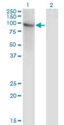 Western Blot: ZNF41 Antibody (1E1) [H00007592-M05]