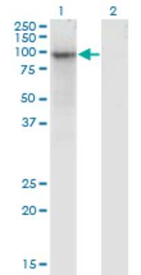 Western Blot: ZNF41 Antibody (3E12) [H00007592-M03]