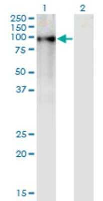 Western Blot: ZNF41 Antibody (4D6) [H00007592-M02]