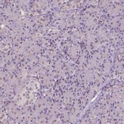 Immunohistochemistry-Paraffin: ZNF41 Antibody [NBP2-49585]