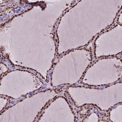 Immunohistochemistry-Paraffin: ZNF41 Antibody [NBP2-49585]