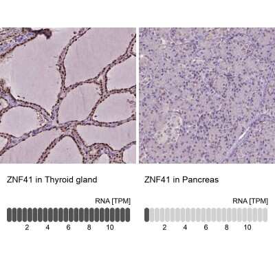 Immunohistochemistry-Paraffin: ZNF41 Antibody [NBP2-49585]
