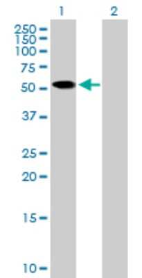 Western Blot: ZNF410 Antibody [H00057862-B01P]