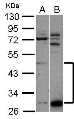 Western Blot: ZNF410 Antibody [NBP2-21008]