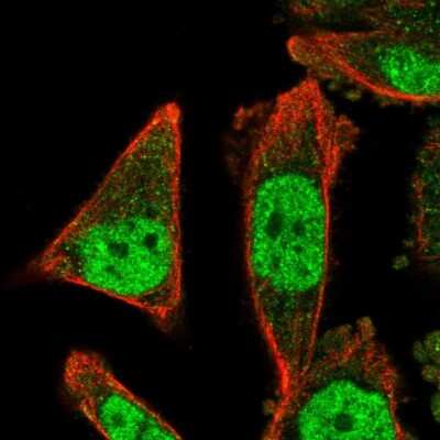 Immunocytochemistry/ Immunofluorescence: ZNF414 Antibody [NBP2-33693]