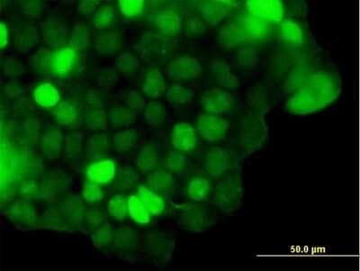 Immunocytochemistry/ Immunofluorescence: ZNF415 Antibody [H00055786-B01P]