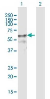 Western Blot: ZNF415 Antibody [H00055786-B01P]