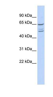 Western Blot: ZNF415 Antibody [NBP1-80340]