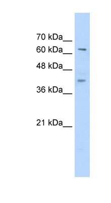 Western Blot: ZNF415 Antibody [NBP1-80341]