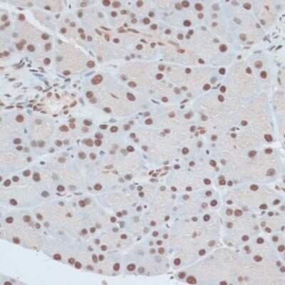Immunohistochemistry-Paraffin: ZNF416 Antibody - Azide and BSA Free [NBP3-05072]