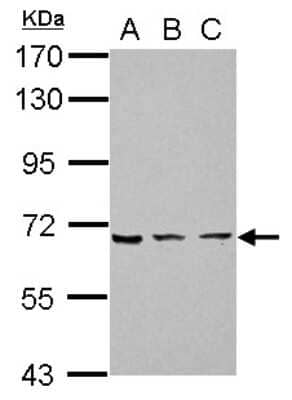 Western Blot: ZNF416 Antibody [NBP2-15173]