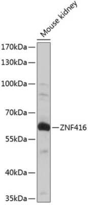 Western Blot: ZNF416 AntibodyAzide and BSA Free [NBP2-93495]