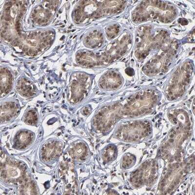 Immunohistochemistry-Paraffin: ZNF419A Antibody [NBP1-80592]