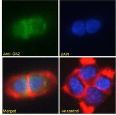 Immunocytochemistry/ Immunofluorescence: ZNF423 Antibody [NBP2-76351]