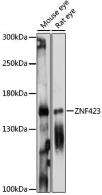 Western Blot: ZNF423 AntibodyAzide and BSA Free [NBP2-94162]