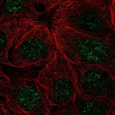 Immunocytochemistry/ Immunofluorescence: ZNF425 Antibody [NBP2-13572]