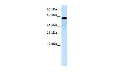 Western Blot: ZNF426 Antibody [NBP2-86487]