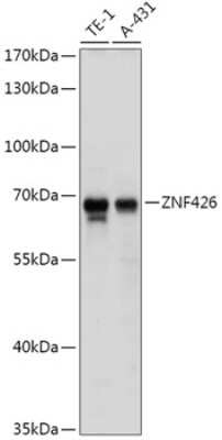 Western Blot: ZNF426 AntibodyAzide and BSA Free [NBP2-93046]