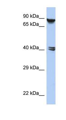 Western Blot: ZNF429 Antibody [NBP1-79343]