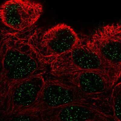 Immunocytochemistry/ Immunofluorescence: ZNF432 Antibody [NBP2-56574]