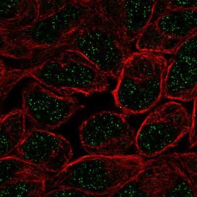 Immunocytochemistry/ Immunofluorescence: ZNF432 Antibody [NBP2-58221]