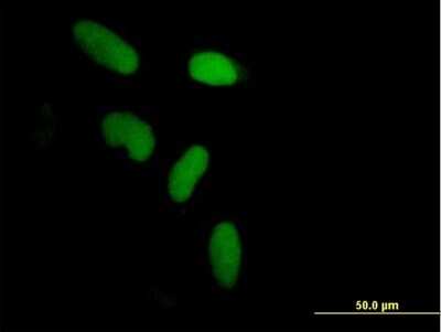 Immunocytochemistry/ Immunofluorescence: ZNF433 Antibody [H00163059-B01P]