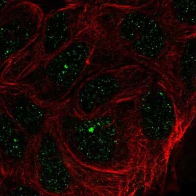 Immunocytochemistry/ Immunofluorescence: ZNF433 Antibody [NBP2-58010]