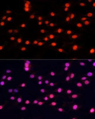 Immunocytochemistry/ Immunofluorescence: ZNF433 Antibody - Azide and BSA Free [NBP3-05110]