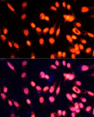 Immunocytochemistry/ Immunofluorescence: ZNF433 Antibody - Azide and BSA Free [NBP3-05110]