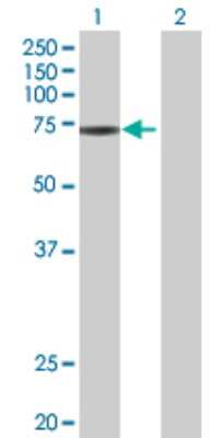 Western Blot: ZNF433 Antibody [H00163059-B01P]