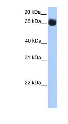 Western Blot: ZNF433 Antibody [NBP1-79369]