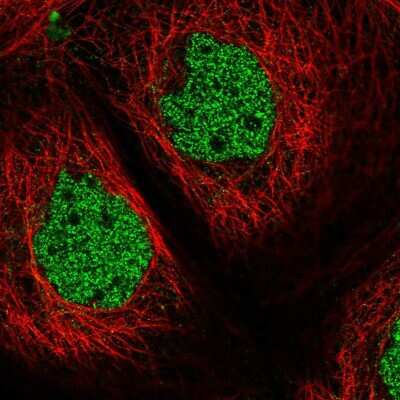 Immunocytochemistry/ Immunofluorescence: ZNF434 Antibody [NBP1-82182]