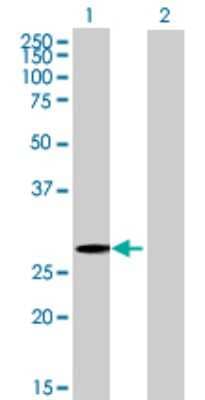 Western Blot: ZNF434 Antibody [H00054925-B01P]