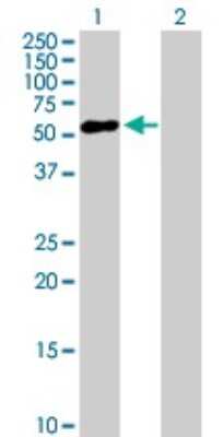 Western Blot: ZNF436 Antibody [H00080818-B01P]