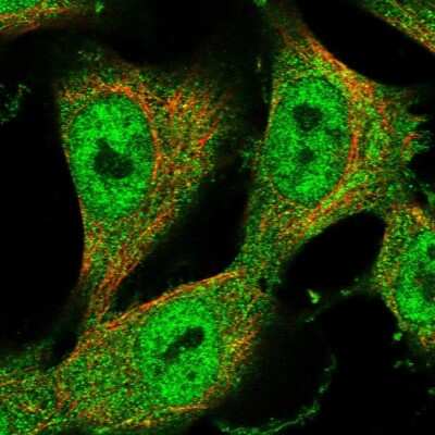 Immunocytochemistry/ Immunofluorescence: ZNF438 Antibody [NBP1-88797]