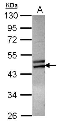 Western Blot: ZNF439 Antibody [NBP2-21017]