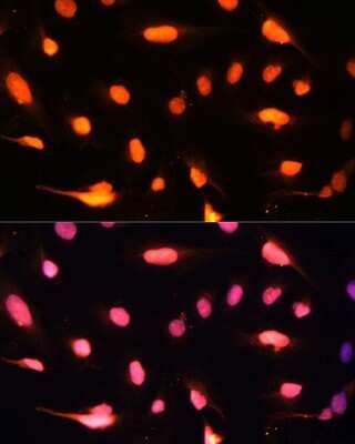 Immunocytochemistry/ Immunofluorescence: ZNF446 Antibody - Azide and BSA Free [NBP3-04618]