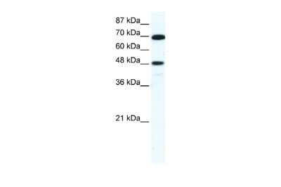 Western Blot: ZNF446 Antibody [NBP2-84356]